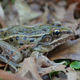 Illustration for article titled A New Frog Species Has Been Discovered ... In New York City